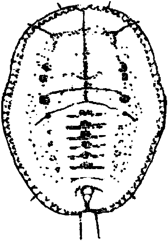 36.石櫟棒粉虱